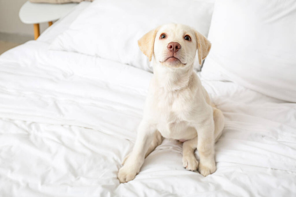 Cute Labrador puppy resting on bed at home - Photo, Image
