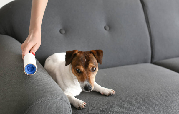 Young woman cleaning sofa with cute dog at home - Photo, Image