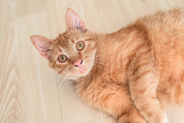 The red cat lies on a floor covered with a tile in kitchen. Background with a cat with a free place for the text. - Photo, Image