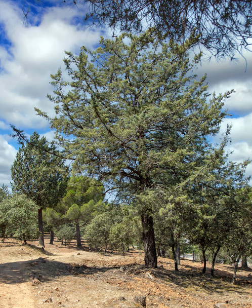 Λιβάδια του Ολβέρα στα νότια της Ισπανίας. Βρίσκεται στη La Via verde μεταξύ Olvera και Puerto Serrano - Φωτογραφία, εικόνα
