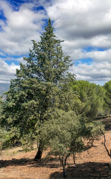 Meadows of Olvera in het zuiden van Spanje. Het ligt in La Via verde tussen Olvera en Puerto Serrano - Foto, afbeelding
