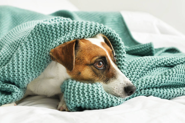 Cute Jack Russel terrier with plaid on bed, closeup - Zdjęcie, obraz