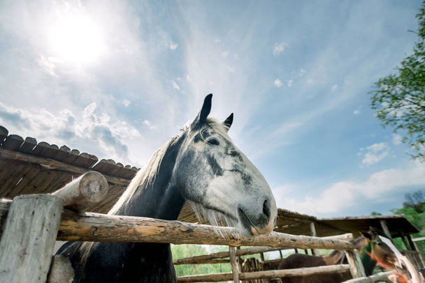 Портрет чистокровной серой лошади в конюшне на голубом красивом фоне неба. Горизонтальное изображение летом на открытом воздухе. - Фото, изображение