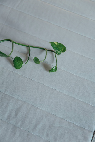 view of the new mattress on the bed with green plant, sleep concept - Photo, Image
