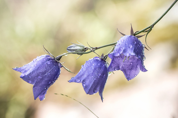 Flor de Bluebell con gotas de agua
 - Foto, Imagen
