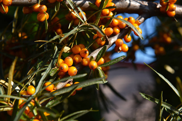 облепиха ярко-желтые ягоды на дереве - Фото, изображение