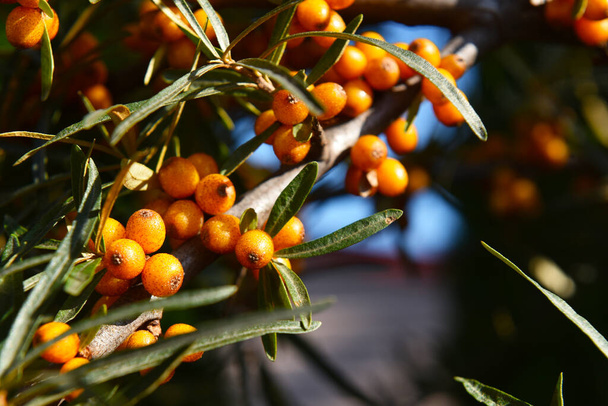 облепиха ярко-желтые ягоды на дереве - Фото, изображение