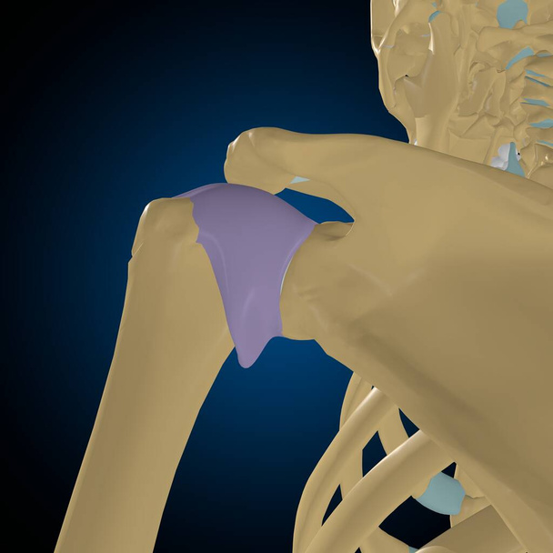 artikulaarinen kapseli anatomia lääketieteellinen käsite 3D kuvitus - Valokuva, kuva