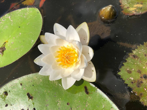Белый лотос на поверхности пруда. Белые водяные лилии в пруду. - Фото, изображение