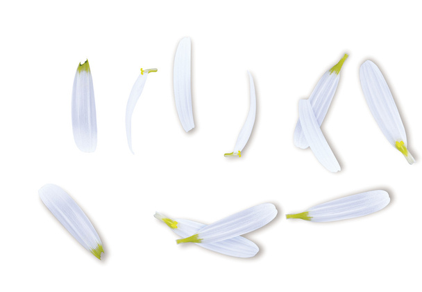 Les feuilles de Marguerite sur blanc
 - Photo, image