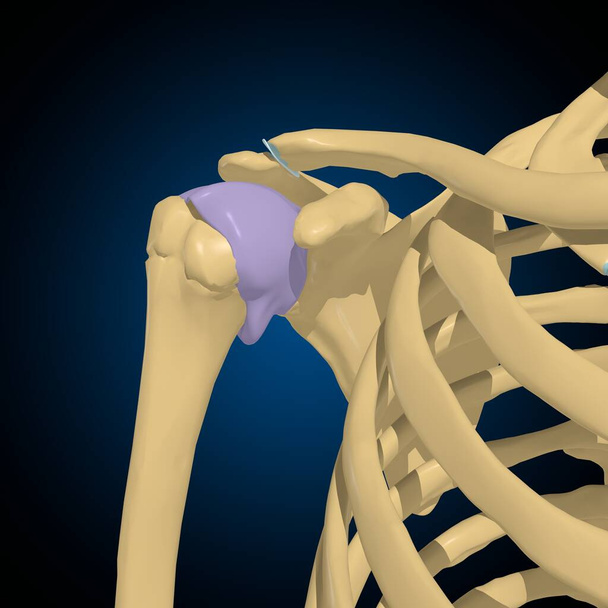 Kloubová kapsle Anatomie pro lékařské pojetí 3D ilustrace - Fotografie, Obrázek