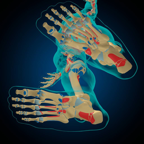 Kostry s svalovým původem a vložení anatomie pro lékařské koncepce 3D ilustrace - Fotografie, Obrázek