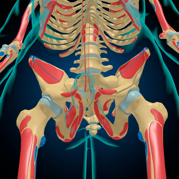Σκελετός με μυϊκές καταβολές και εισαγωγή Ανατομία για Medical Concept 3D Εικονογράφηση - Φωτογραφία, εικόνα
