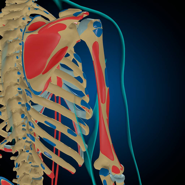 Esqueleto con Orígenes Musculares e Inserciones Anatomía para Concepto Médico Ilustración 3D - Foto, Imagen