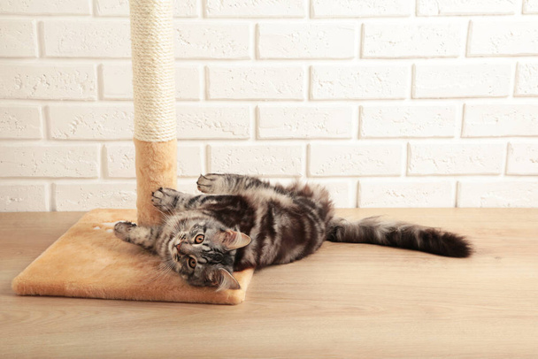A cute kitten playing with scratching post on light background. Maine Coon - Foto, afbeelding