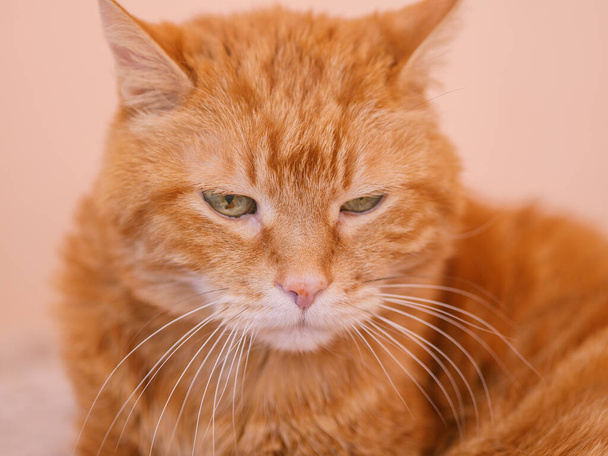 Sleepy red cat. Selective focus on eyes. - Foto, immagini