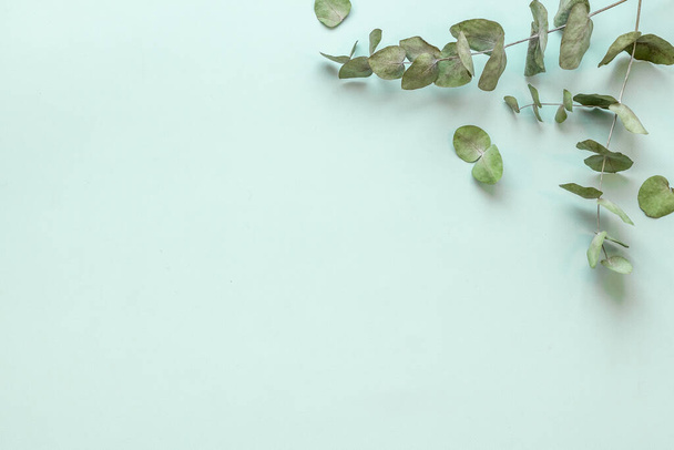 Eucalyptus leaves and branches pattern flat lay - 写真・画像