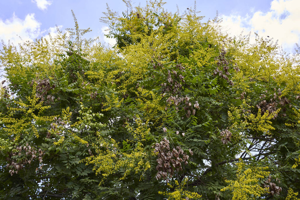Koelreuteria paniculata fiore giallo - Foto, immagini