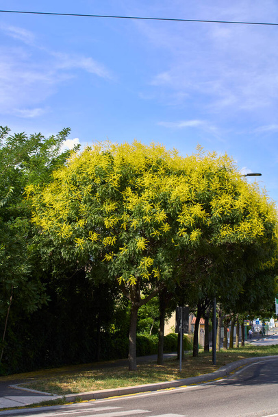 Koelreuteria paniculata žlutý květ - Fotografie, Obrázek