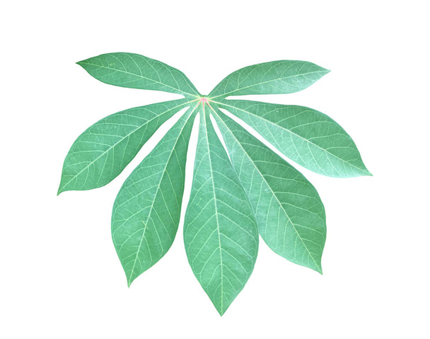 Isolated cassava or tapioca leaf with clipping paths. - Fotoğraf, Görsel