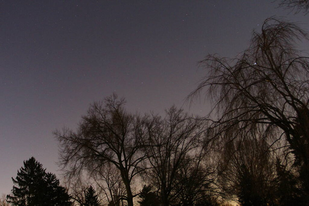 Silhouettes d'arbres en début de soirée - Photo, image