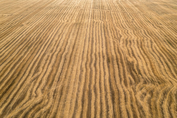 View from above field after harvest. Incredible landscapes and textures. The dug-up strips left by the combines form geometric lines stretching parallel to each other to the horizon - 写真・画像