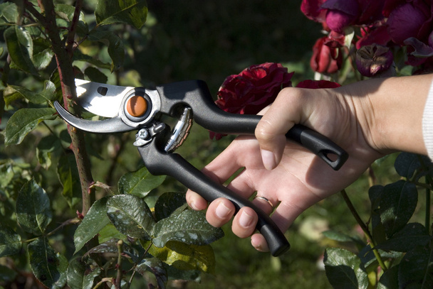 Le forbici dei giardini tagliano la rosa
 - Foto, immagini