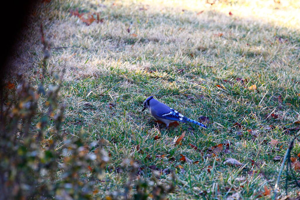 Ptak błękitny (Cyanocitta cristata)) - Zdjęcie, obraz