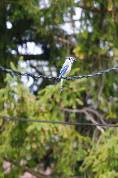 Blue Jay Bird (Cyanocitta cristata) - Foto, Imagen