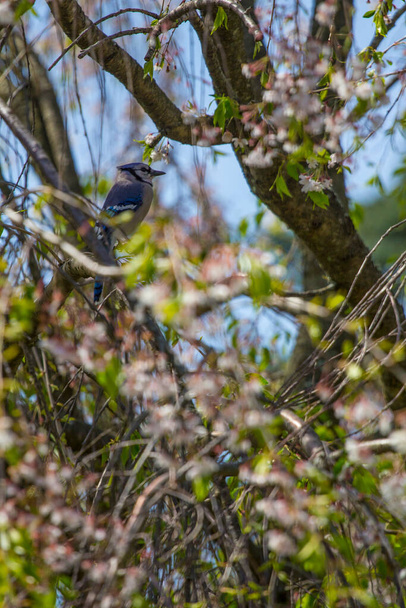 Blue Jay Bird (Cyanocitta cristata) - Photo, image