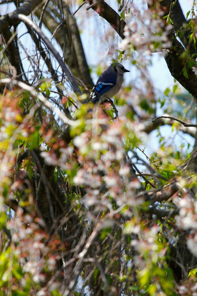 Sininen Jay Bird (Cyanocitta cristata)) - Valokuva, kuva