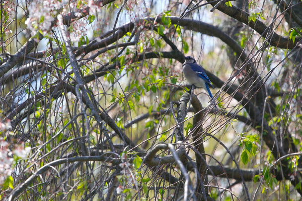 Blue Jay Bird (Cyanocitta cristata)) - Фото, изображение