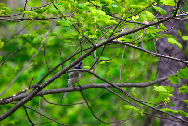 Blue Jay Bird (Cyanocitta cristata) - Fotografie, Obrázek