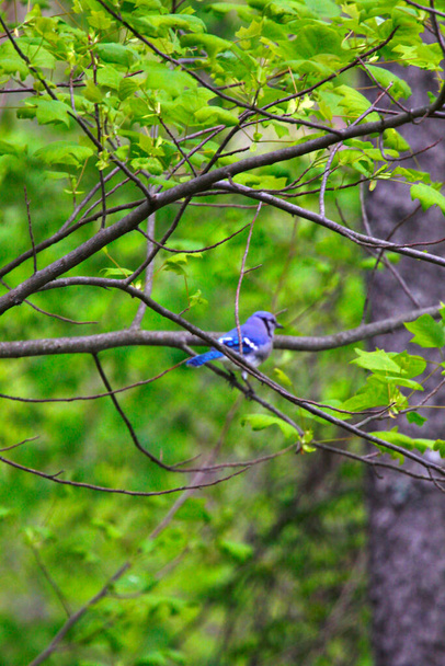 Blue Jay Bird (Cyanocitta cristata) - Фото, зображення