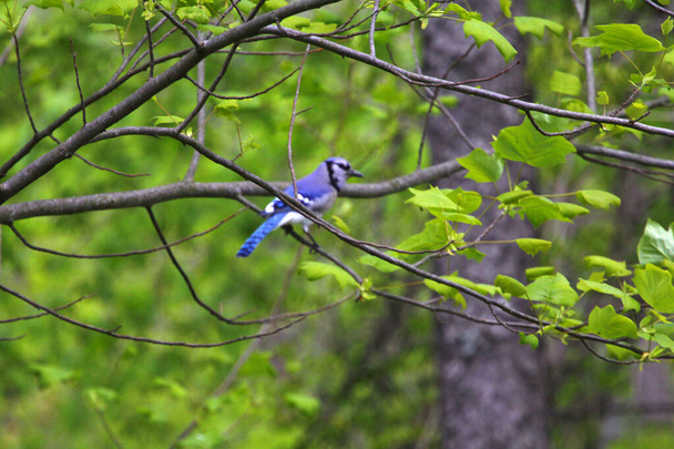 Blue Jay Sitting in a Tree - Photo, image