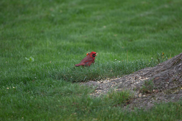 Northern Cardinal (Cardinalis cardinalis) Birds - Фото, изображение
