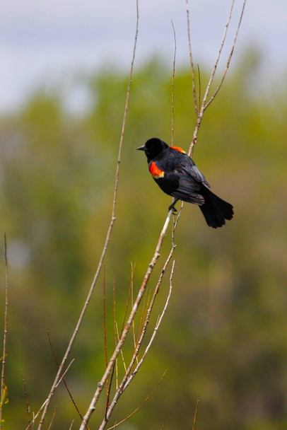 Red-winged blackbird (Agelaius phoeniceus) - Photo, Image