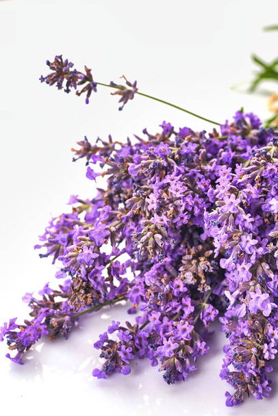 Stelletje lavendelbloemen geïsoleerd op witte achtergrond. - Foto, afbeelding