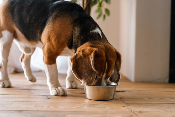 Beagle dog eating from a bowl indoors - Fotoğraf, Görsel
