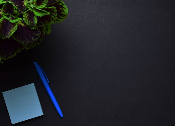 Black background with pen and note pad, decorative plant and copy space. - Foto, immagini