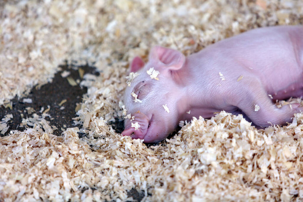 3 day old baby pig. Piglet. Baby Piglet in a pig pen - Foto, imagen