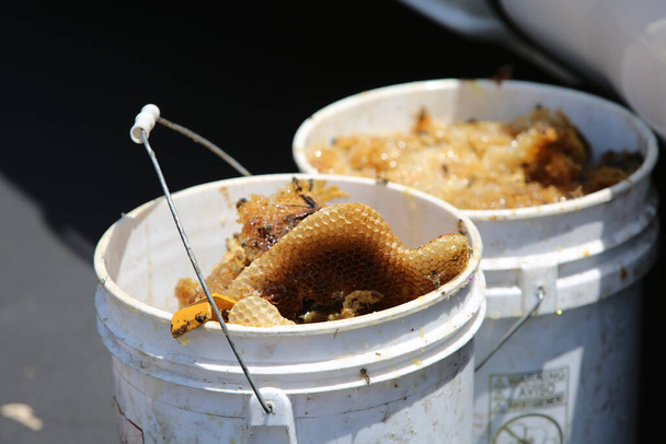 Lake Forest, California 7-16-2018: Africanized Honey Bees aka KILLER BEE'S Swarm Firefighter and Critically Sting a Woman in Lake Forest, California. Жінка і три пожежники доставлені до лікарні.. - Фото, зображення