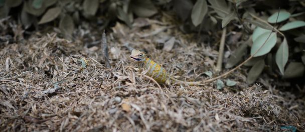 Lagarto de jardim grávida comendo no chão, mastigando pequenos insetos encontrados sob as folhas da árvore morta, - Foto, Imagem