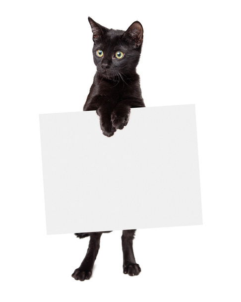 черный котенок стоя, держа пустой знак - Фото, изображение