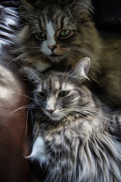 A Pair ofRagamuffin and Medium-hair Cats - Fotografie, Obrázek