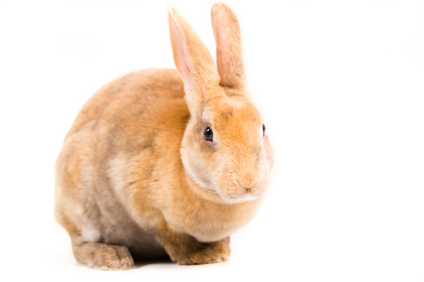 tavşan - Fotoğraf, Görsel