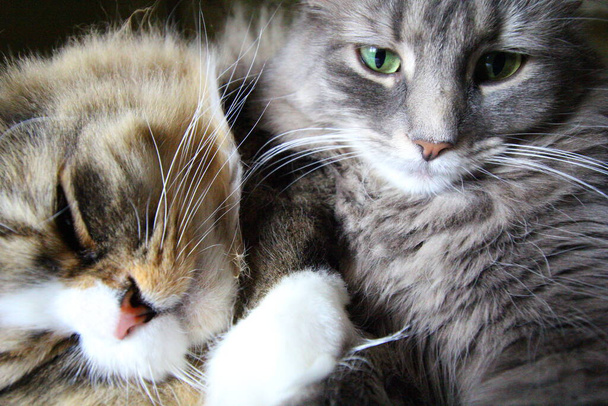 Ένα ζευγάρι Ragamuffin και μεσαίου μαλλιά γάτες - Φωτογραφία, εικόνα