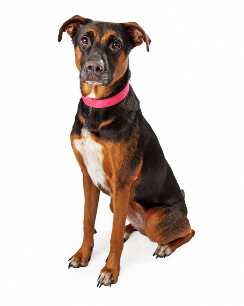 Rottweiler Mix Dog con cuello rosa sentado
 - Foto, imagen