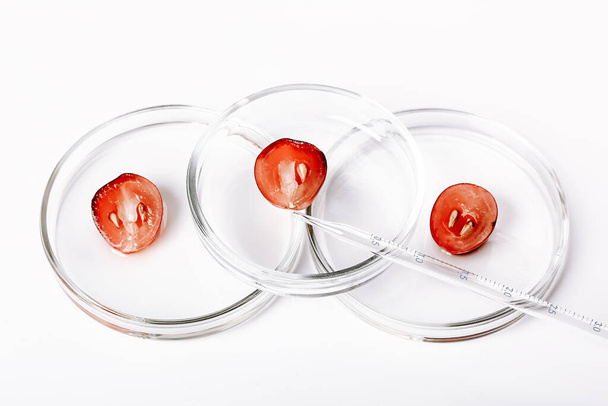 Laboratoire cosmétique abstrait. Raisins sur boîtes de Pétri sur fond blanc. - Photo, image