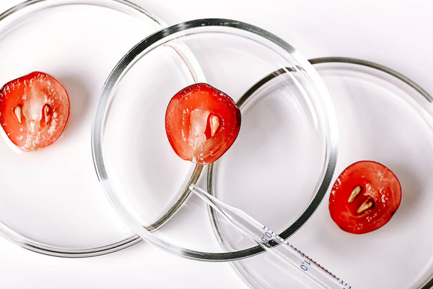 Abstract cosmetic laboratory. Grapes on petri dishes on a white background. - Foto, Imagem
